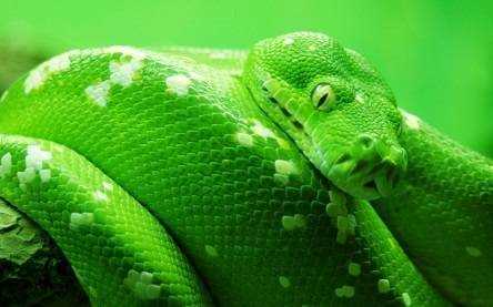 Алкомаркетинг - искусство продажи зеленого змея